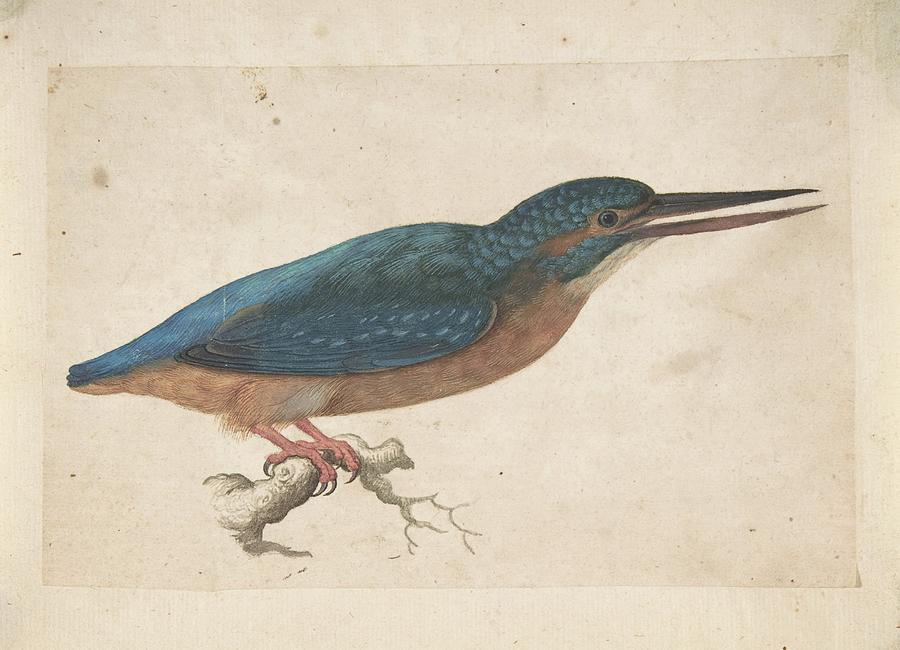 A Kingfisher On A Branch Painting by Jacques Le Moyne De Morgues A Kingfisher On A Branch Painting by Jacques Le Moyne De Morgues