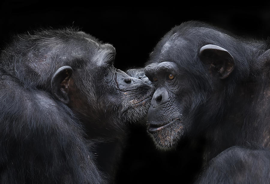 A Kiss Photograph by C.s. Tjandra