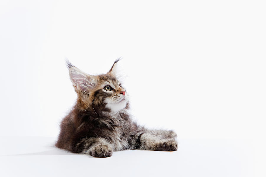A Kitten Of Maine Coon Cat Photograph by Ultra.f