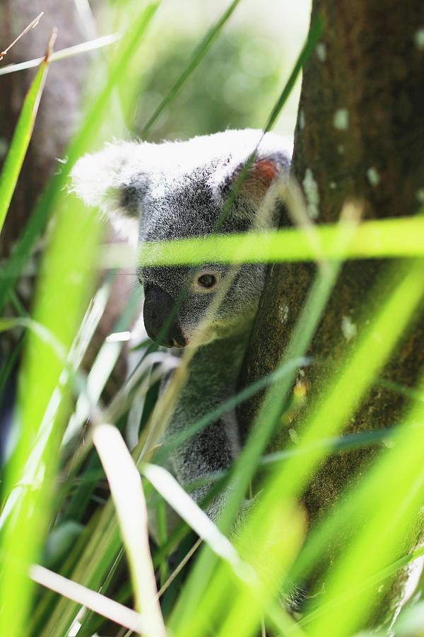 A Koala In A Tree Behind Grass Photograph by Jalag / Markus Bassler