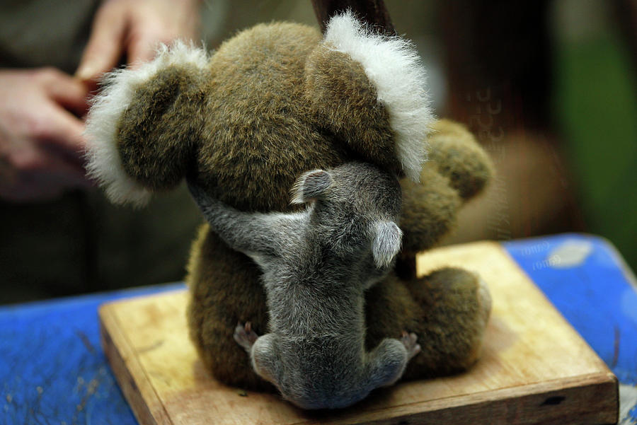 Koala Photograph - A Koala Joey Hangs Onto a Toy Koala by Ina Fassbender