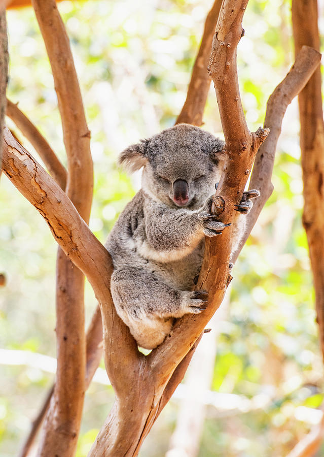 A Koala Sleeping In A Tree In New South Wales Photograph by Cavan ...