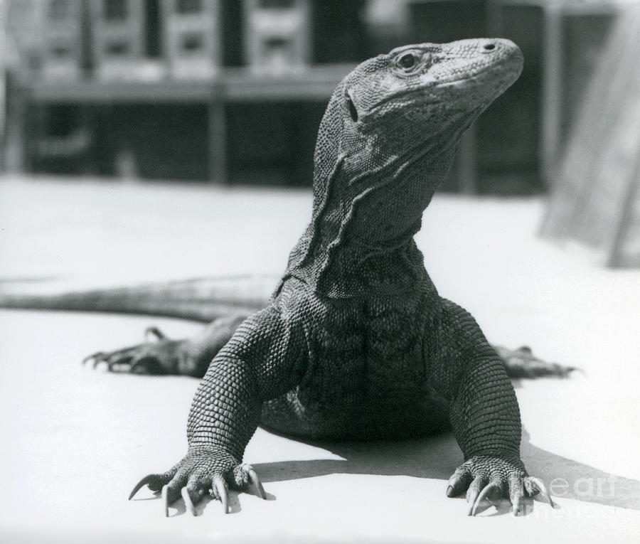 A Komodo Dragon At London Zoo, August 1928 Photograph by Frederick William Bond