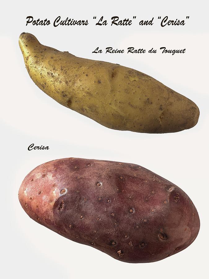 A La Ratte Potato And A Cerisa Potato Photograph by Dr. Martin Baumgrtner