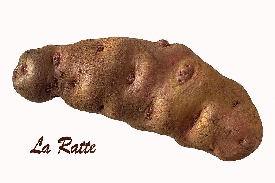 A La Ratte Potato Photograph by Dr. Martin Baumgrtner