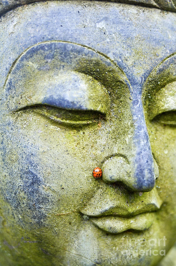 A Ladybird As A Beauty Spot On A Buddha Statue Photo Photograph by Unknown A Ladybird As A Beauty Spot On A Buddha Statue Photo Photograph by Unknown