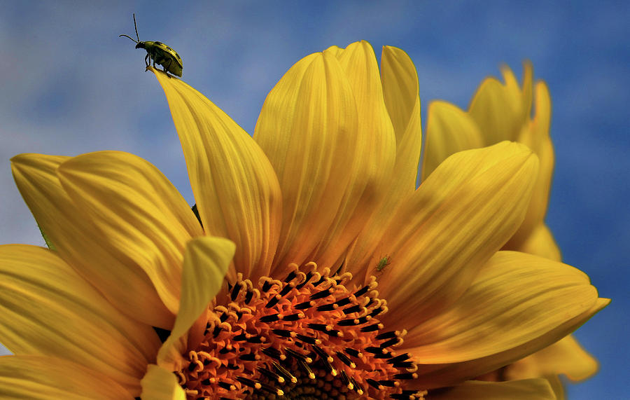 A Ladybug Gets A Nice View Photograph by The Washington Post