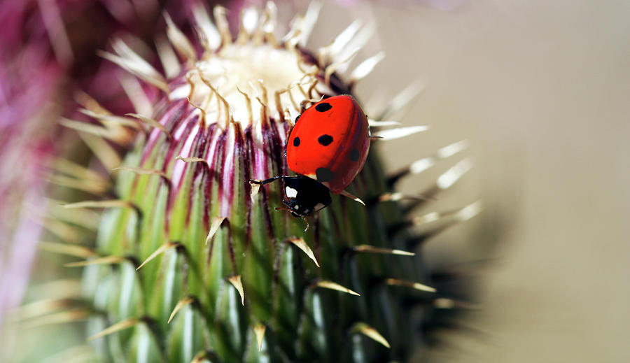 A Ladybug On A Thistle Photograph