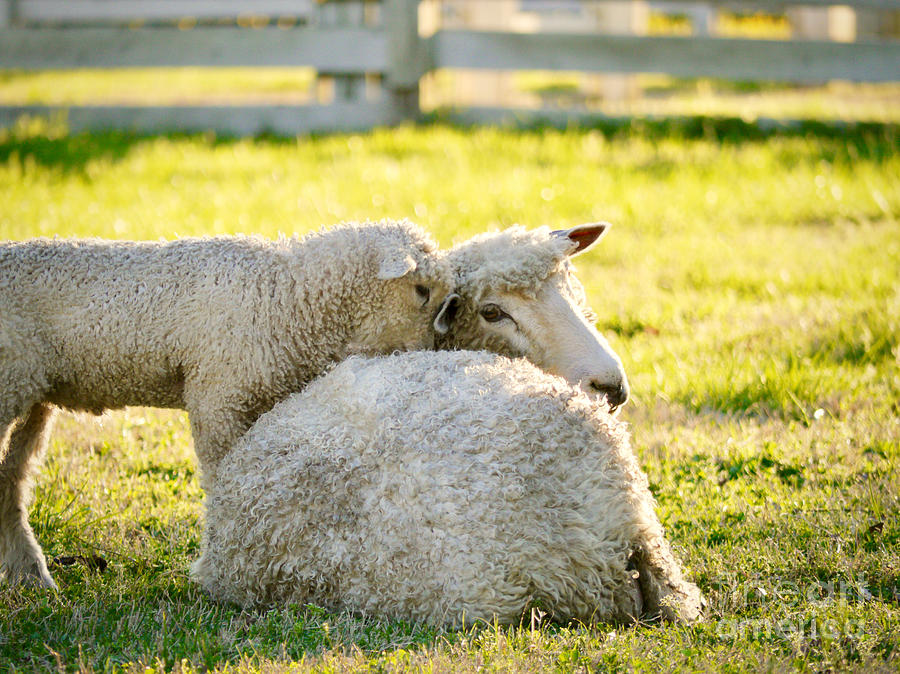 A Lamb and Ewe Photograph by Rachel Morrison