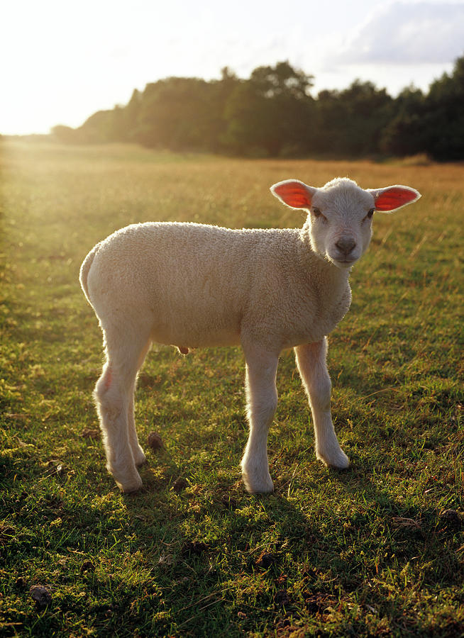 A Lamb At The Setting Of The Sun Sweden Photograph by Elliot Elliot