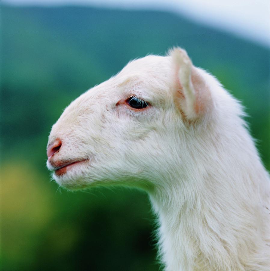 A Lamb's Head Photograph by Hugh Johnson Fine Art America