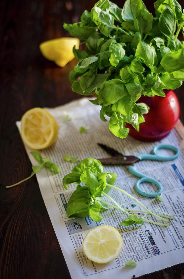A Large Bunch Of Basil In A Vase On A Piece Of Newspaper Photograph by Aniko Szabo