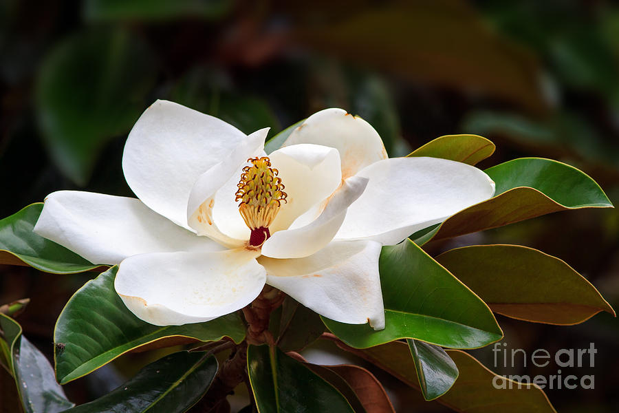 Southern Photograph - A Large, Creamy White Southern Magnolia by Kenneth Keifer Southern Photograph - A Large, Creamy White Southern Magnolia by Kenneth Keifer