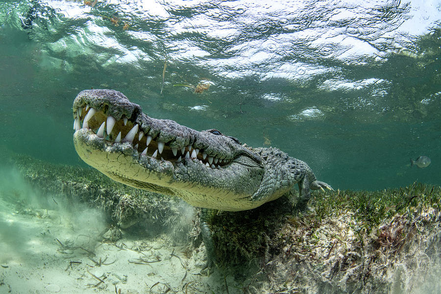 A Large Crocodile Lurks On The Bottom Photograph by Stocktrek Images