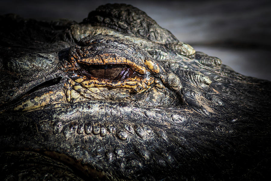 A large dangerous Crocodile  Photograph by Chris Smith