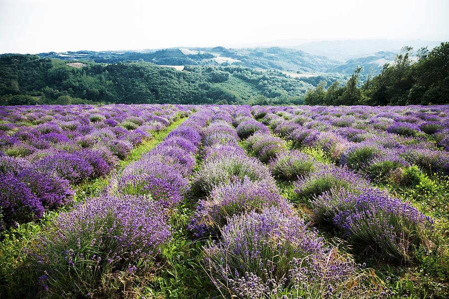 A Large Field Of Lavender Photograph by Imagerie