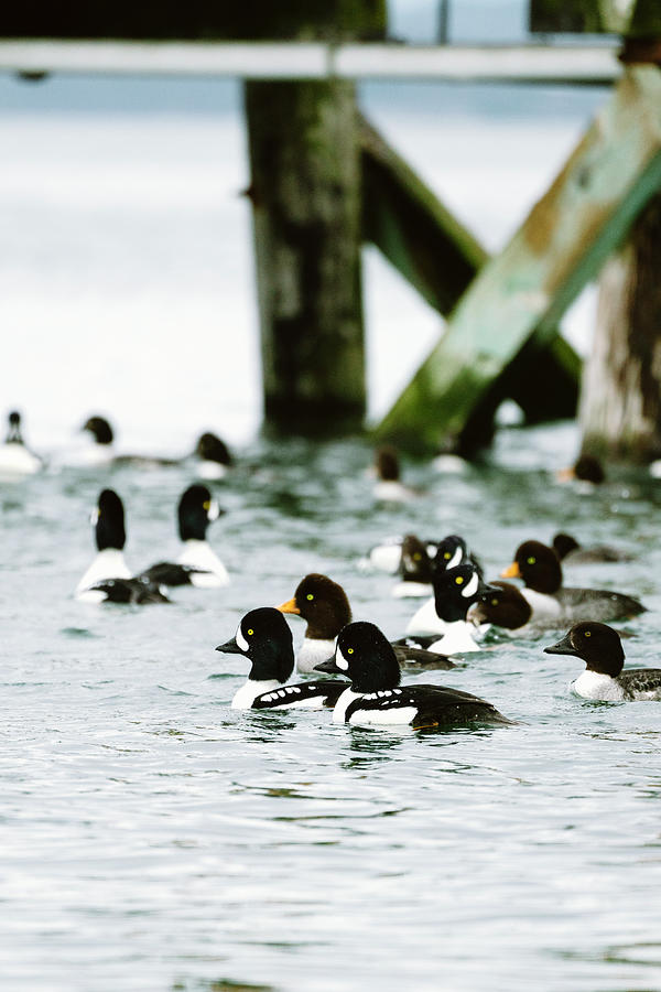 Goldeneye Photograph - A Large Flock Of Ducks Swims Together On The Puget Sound In Washington by Cavan Images
