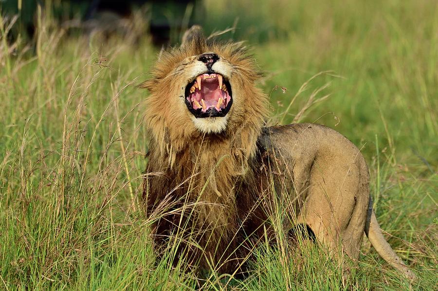 A Large Male Lion Roars To Show His Dominance Photograph by Cavan ...