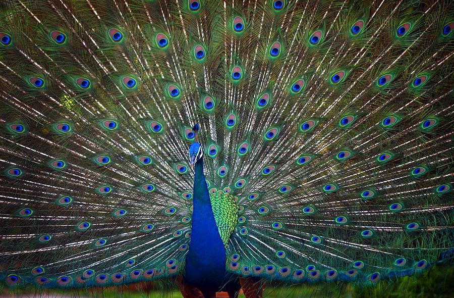 A Large Male Peacock Displays Photograph by Lucy Pemoni - Fine Art America