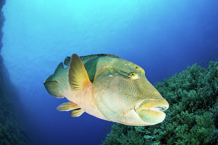 A Large Napoleon Wrasse Swimming Photograph by Brook Peterson - Fine ...