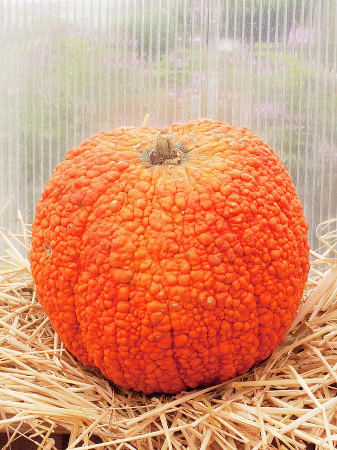 A Large Unusual Pumpkin On Straw Photograph by William Boch