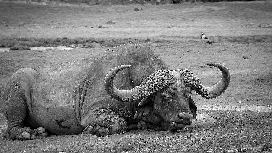 Black And White Photograph - A Late Afternoon Snooze by Phil And Karen Rispin