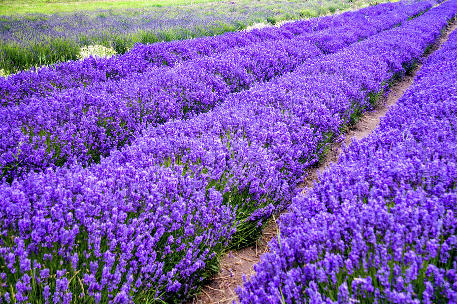 Oceans of Lavender, its harvest time Photograph by Leslie Struxness