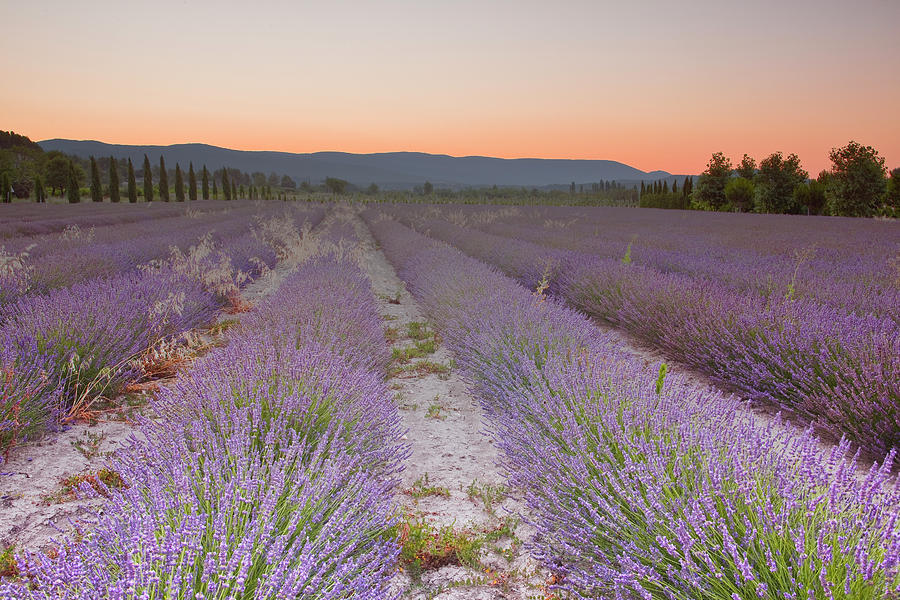 A Lavender Field Near To Apt In Provence Photograph by Julian Elliott Photography