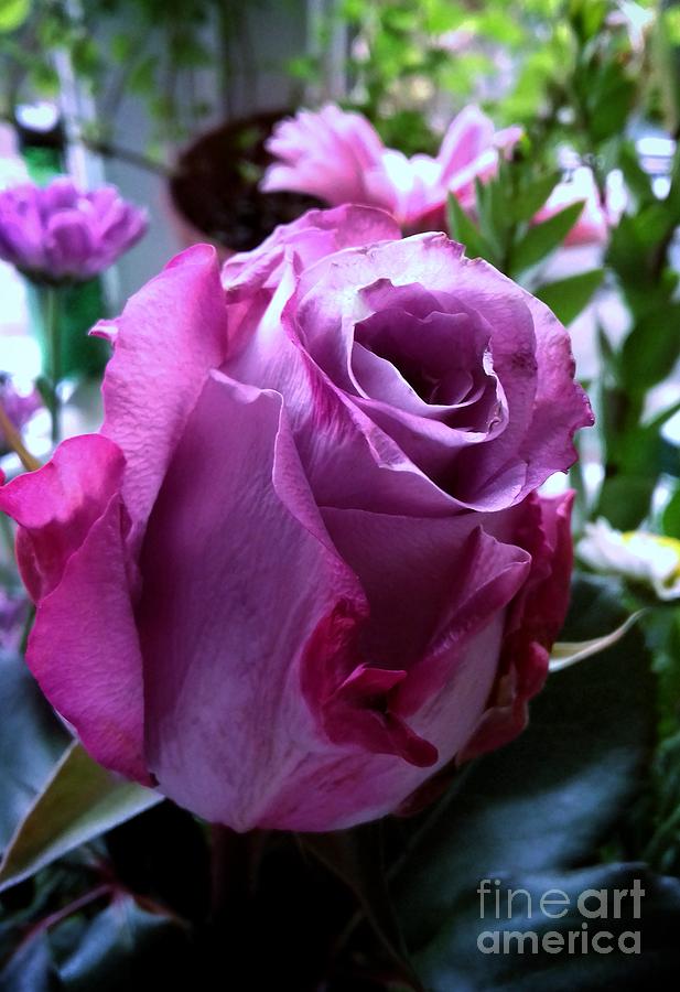 A Lavender Pink Rose Photograph by Joan-Violet Stretch