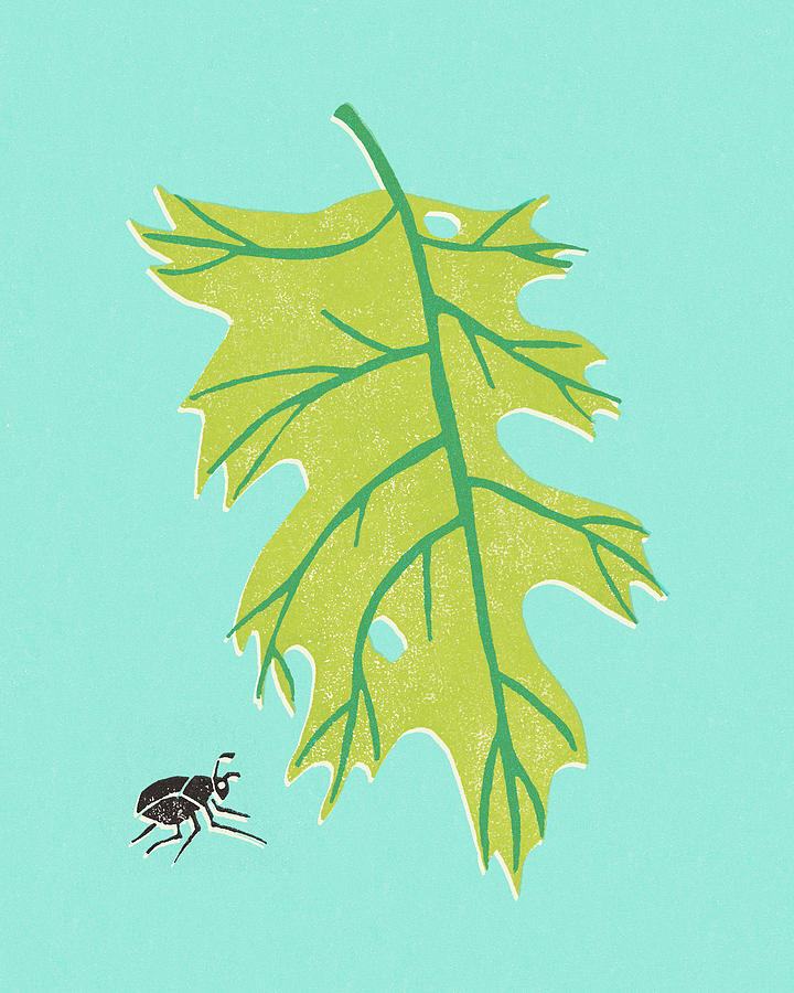 Nature Drawing - A Leaf and a Bug by CSA Images