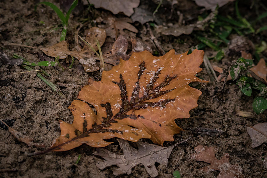 A Leaf Outstanding Photograph