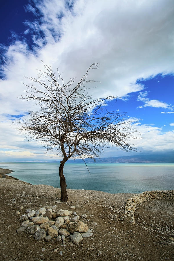 A Leafless Tree Stands On The Edge Of Photograph by Reynold Mainse / Design Pics