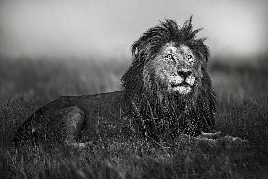 Wildlife Photograph - A Legend Of Masai Mara by Xavier Ortega