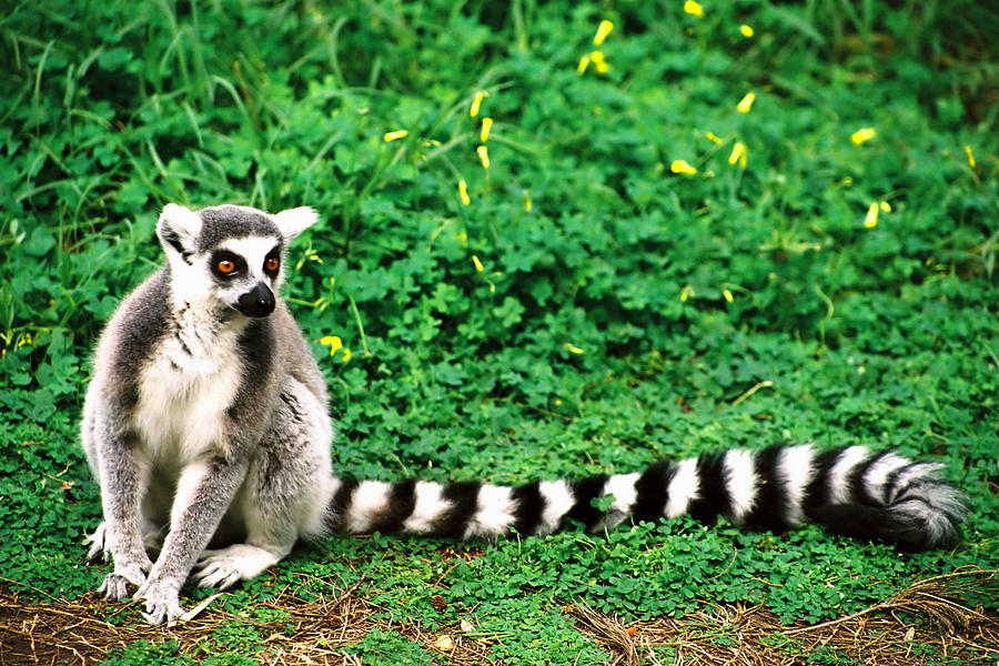 A Lemur Sitting On The Ground In Front Photograph by Liorfil