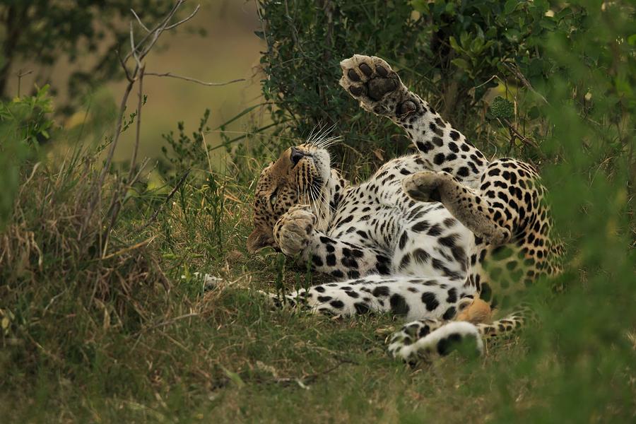 Wildlife Photograph - A Leopard In Mara Triangle by Massimo Mei