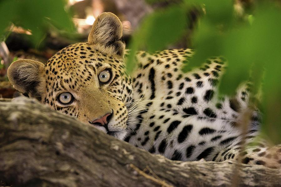 A Leopard In The Wild, Okavango Delta, Botswana Photograph by Lukas Larsson Jalag