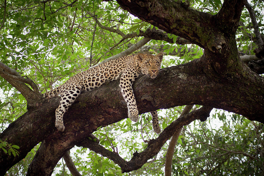 A Leopard Lying On A Tree Branch Photograph by Sean Russell