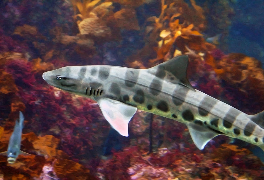 A Leopard Shark Spots Digital Art