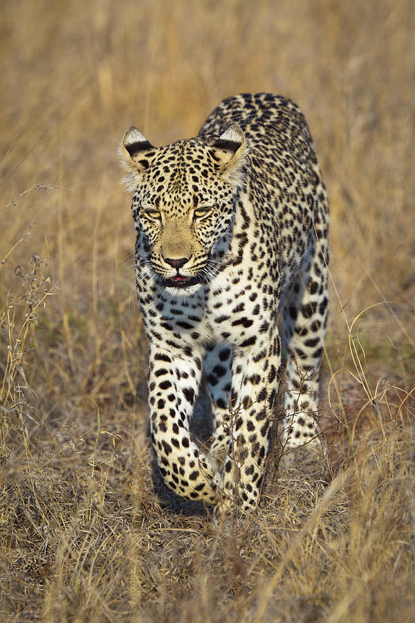 A Leopard Walking Through Grass Photograph by Sean Russell