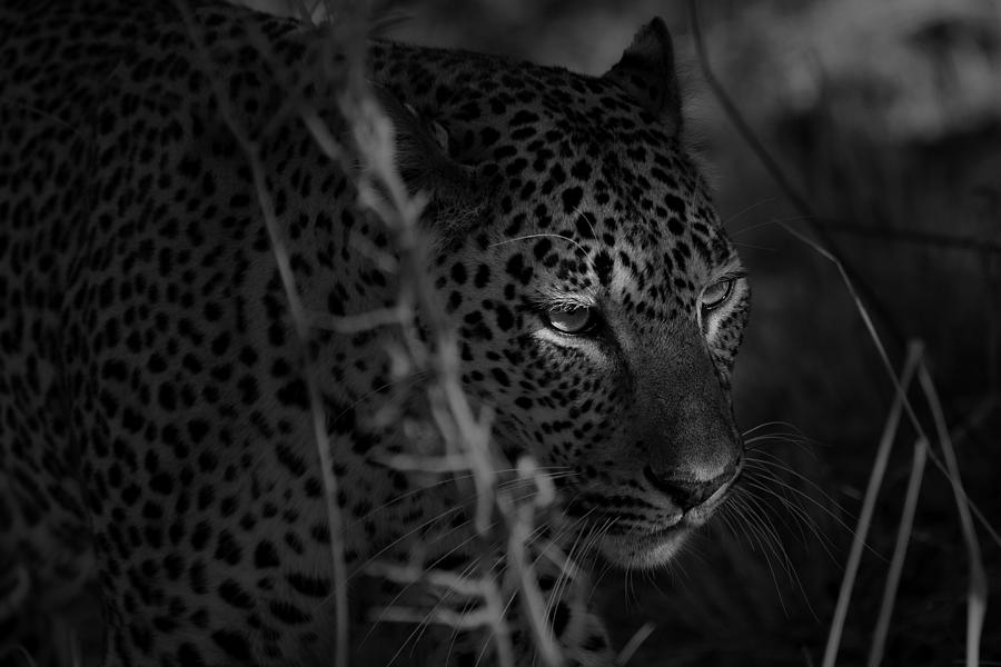 A Leopards Eyes Photograph by Hannes Bertsch