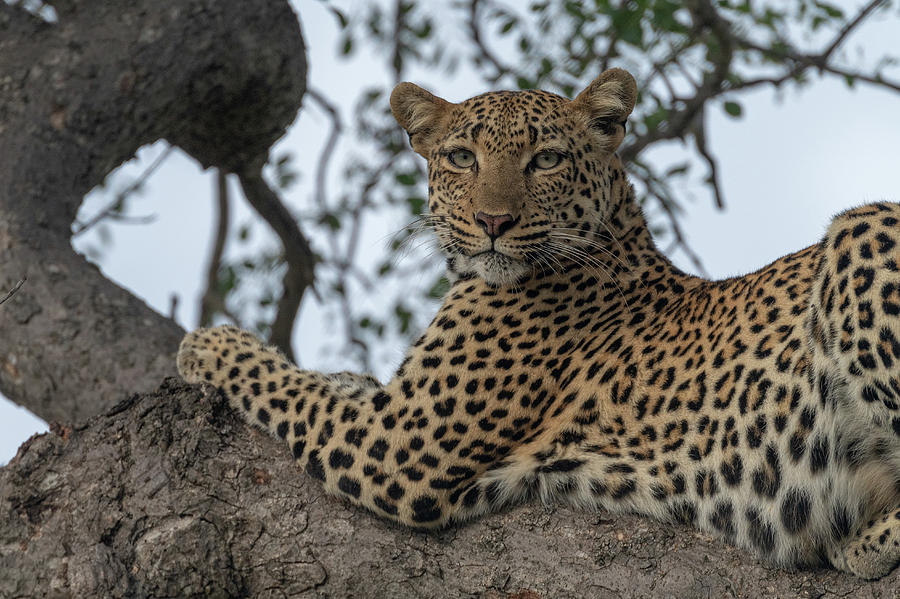 A Leopard Gazes from a Tree Photograph by Mark Hunter