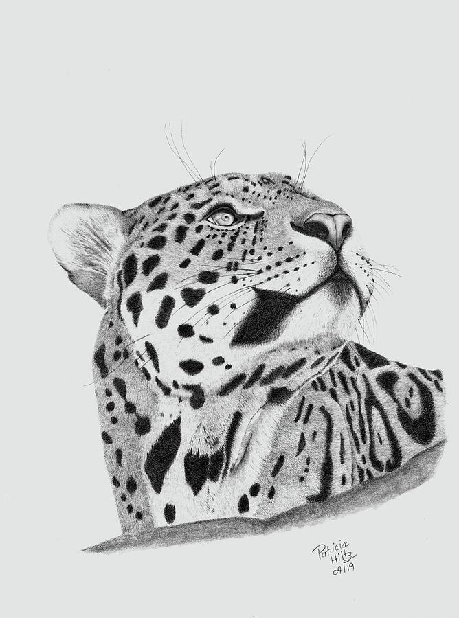 A Leopards Gaze Drawing by Patricia Hiltz
