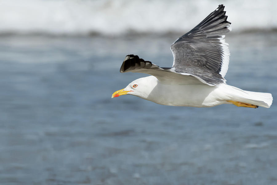 A Lesser Black-backed Gull Flying On A Beach On A Sunny Day In Summer Photograph