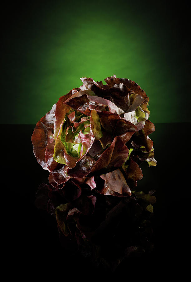A Lettuce Against A Green And Black Background Photograph by Petr Gross