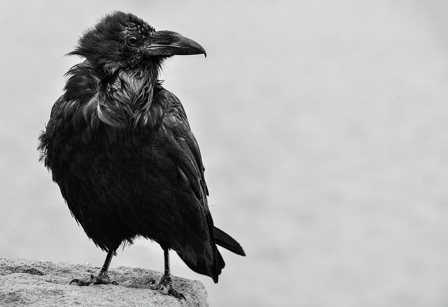 A life of a Raven Photograph by Rae Ann  M Garrett