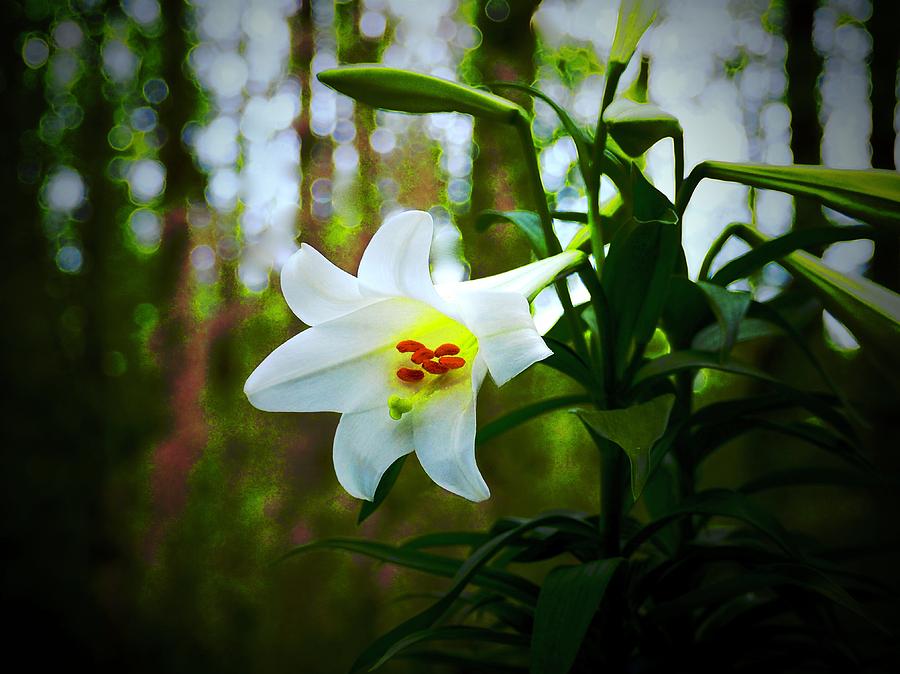  Light In A Lily Photograph by Alida M Haslett