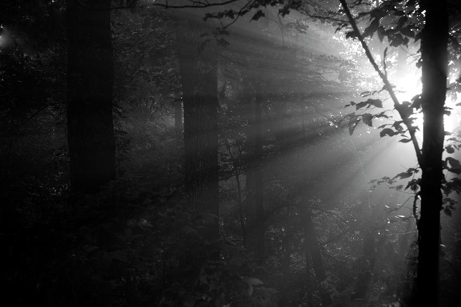 makker fornuft sammensmeltning A Light in the Woods in Black and White Photograph by Allen Penton - Fine  Art America
