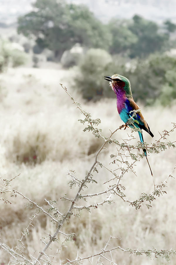 A Lilac Breasted Roller Sings, Desaturated Photograph by Kay Brewer