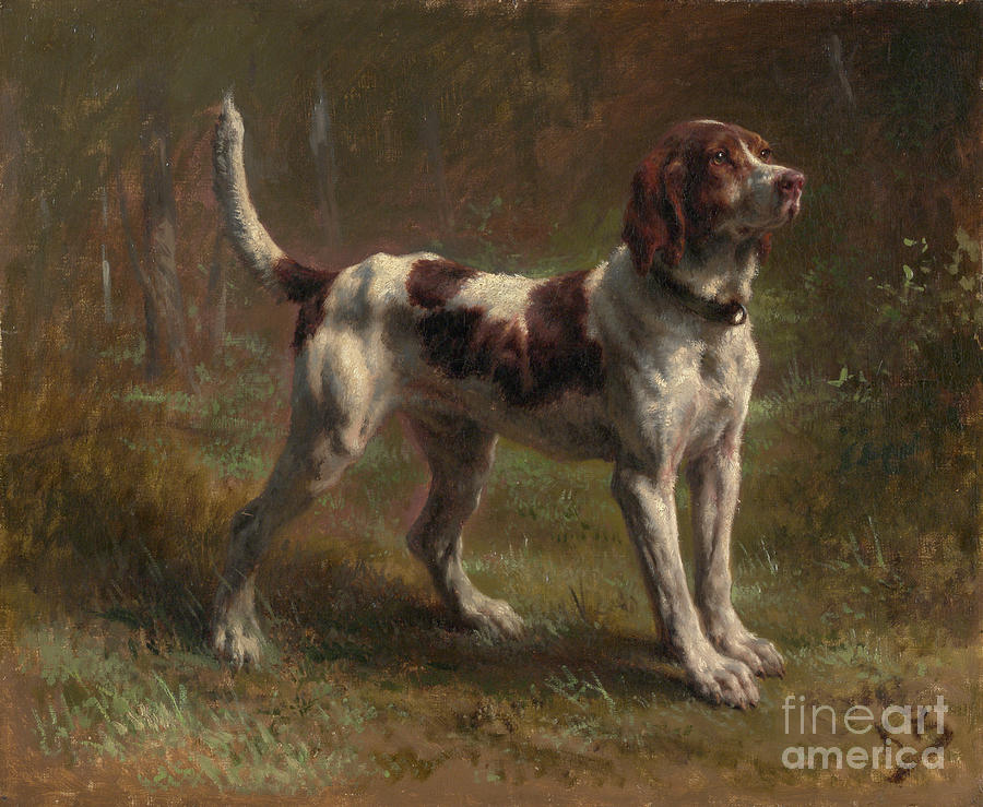 A Limier Briquet Hound Drawing by Heritage Images