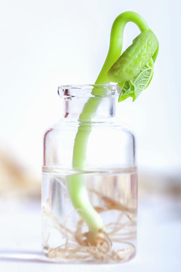 A Lingot Bean Shoot In A Glass Of Water close Up Photograph by Jalag / Tim Langlotz